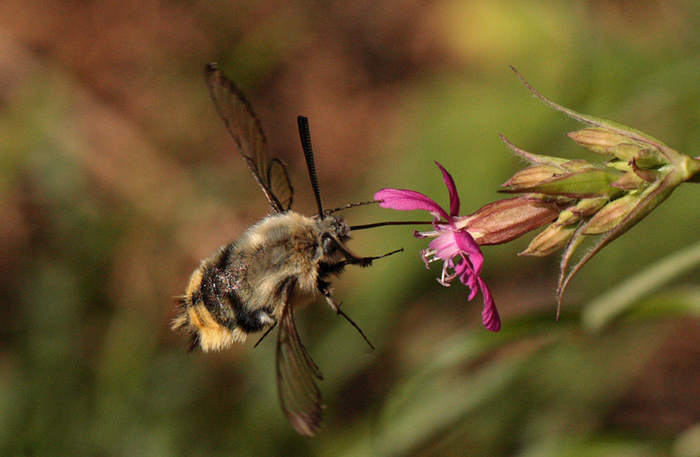 Smalrandet Humlebisværmer, Hemaris tityus. Stenholt Skov, Engesvang, Midtjylland, Danmark. d. 5 Juni 2011. Fotograf: Lars Andersen