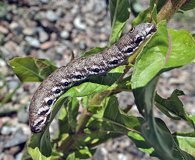 Natlyssværmer, Proserpinus proserpina larve. Rødbyhavn, Lolland d. 27 juni 2011 som Tubas Løkkegaard fandt. Fotograf Lars Andersen.