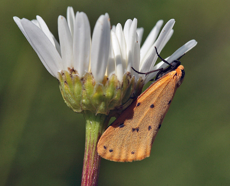 Citronbjørn, Setina irrorella. Drastrup Sandgrav d. 4 juni 2011. Fotograf; Lars Andersen