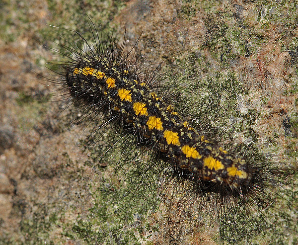 Citronbjørn, Setina irrorella. Drastrup Sandgrav d. 4 juni 2011. Fotograf; Lars Andersen