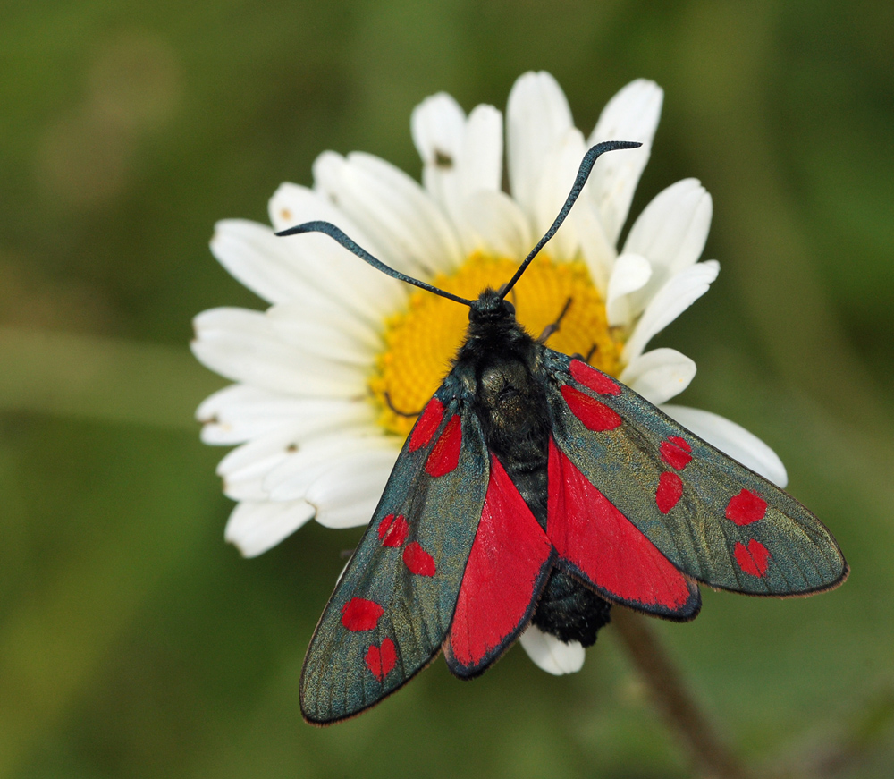 Seksplettet Kllesvrmer, Zygaena filipendulae.  Hvbleget d. 3 juli - 2011. Fotograf: Lars Andersen