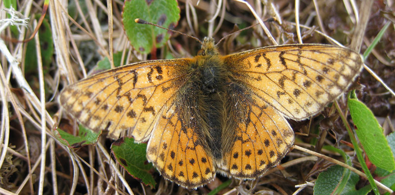  Fjeldperlemorsommerfugl, Boloria napaea. Lisldalen v/Kistenuten 1200 m., Haukelifjell, Telemark, Norge d. 9 august 2011. Fotograf; Sissel Rohalhaugen