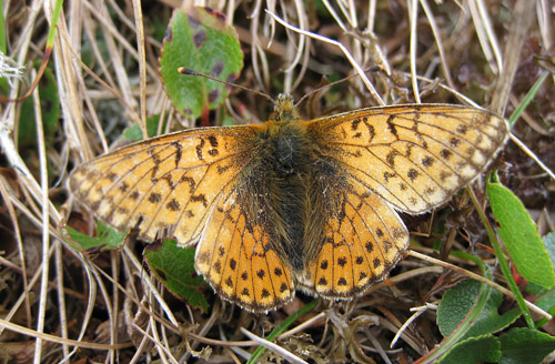  Fjeldperlemorsommerfugl, Boloria napaea. Lisldalen v/Kistenuten 1200 m., Haukelifjell, Telemark, Norge d. 9 august 2011. Fotograf; Sissel Rohalhaugen