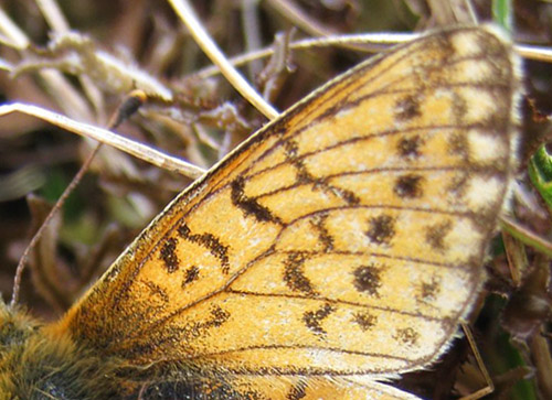 Fjeldperlemorsommerfugl, Boloria napaea. Lisldalen v/Kistenuten 1200 m., Haukelifjell, Telemark, Norge d. 9 august 2011. Fotograf; Sissel Rohalhaugen