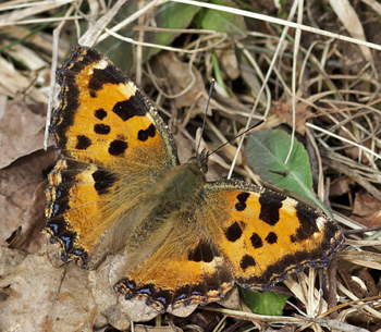 Krsbrsfuks / Kirsebrtakvinge (Nymphalis polychloros). land, Sverige. d. 5 April 2011. Fotograf: Pierre Stjernfeldt