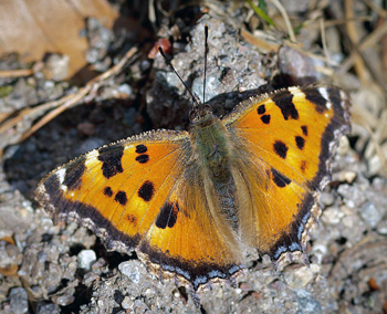 Videfuks/stlig Takvinge (Nymphalis xanthomelas). Smland, Sverige. d. 7 April 2011. Fotograf: Pierre Stjernfeldt