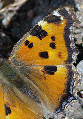 Videfuks*stlig Takvinge (Nymphalis xanthomelas). Smland, Sverige. d. 7 April 2011. Fotograf: Pierre Stjernfeldt