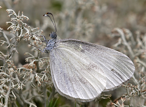 Skovhvidvinge, Leptidea sinapis. Mittlandsskogen, land, Sverige. d. 10 august 2011. Fotograf: Erni Boesen