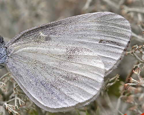 Skovhvidvinge, Leptidea sinapis. Mittlandsskogen, land, Sverige. d. 10 august 2011. Fotograf: Erni Boesen