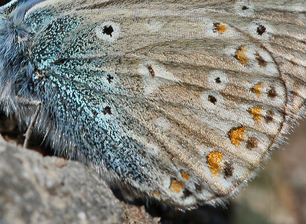 Almindelig Blåfugl, Polyommatus icarus han ab. glomerata. Alvaret, Öland, Sverige d. 7 August 2011. Fotograf: Erni Boesen