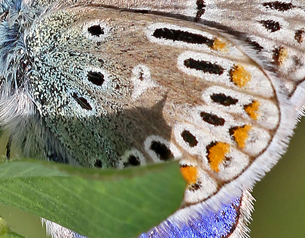 Almindelig Blåfugl, Polyommatus icarus han ab. radiata. Alvaret, Öland, Sverige d. 8 August 2011. Fotograf: Erni Boesen