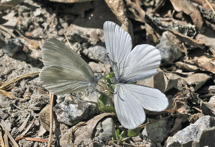 Enghvidvinge, Leptidea juvernica. Bäckebo, Småland, Sverige. d. 21 Maj 2011. Fotograf: Troells Melgaard