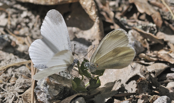 Enghvidvinge, Leptidea juvernica. Bäckebo, Småland, Sverige. d. 21 Maj 2011. Fotograf: Troells Melgaard