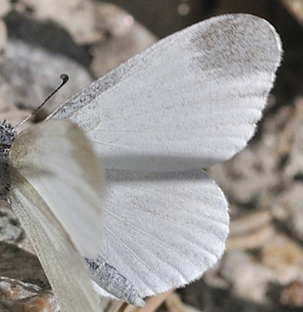 Enghvidvinge, Leptidea juvernica. Bäckebo, Småland, Sverige. d. 21 Maj 2011. Fotograf: Troells Melgaard