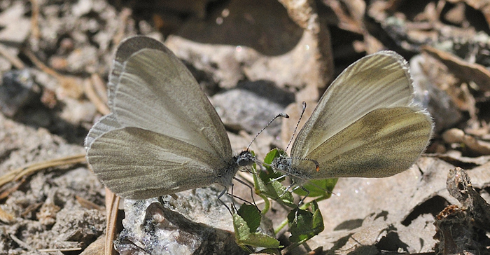 Enghvidvinge, Leptidea juvernica. Bckebo, Smland, Sverige. d. 21 Maj 2011. Fotograf: Troells Melgaard