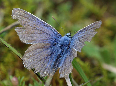 Almindelig blfugl, Polyommatus icarus slidt han. Vitemlla i det stlige Skne , Sverige d. 16 august 2011. Fotograf: Lars Andersen