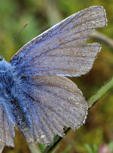 Almindelig blåfugl, Polyommatus icarus slidt han. Vitemölla i det østlige Skåne , Sverige d. 16 august 2011. Fotograf: Lars Andersen