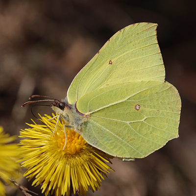 Citronsommerfugl, Gonepteryx rhamni han p Flfod. Smland. Sverige. d. 17 April 2011. Fotograf: Lars Andersen