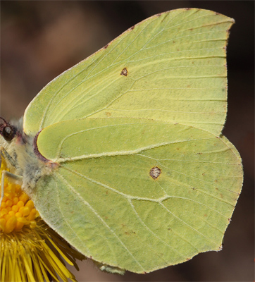 Citronsommerfugl, Gonepteryx rhamni han. Smland. Sverige. d. 17 April 2011. Fotograf: Lars Andersen