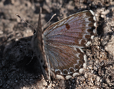 Stenurtblfugl, Scolitantides orion han. Get, Sverige. d. 20 maj 2011. Fotograf: Lars Andersen