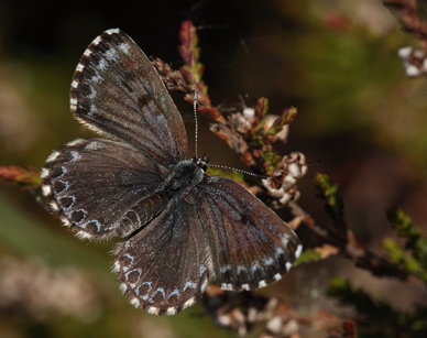 Stenurtblfugl, Scolitantides orion hun. Get, Sverige. d. 20 maj 2011. Fotograf: Lars Andersen