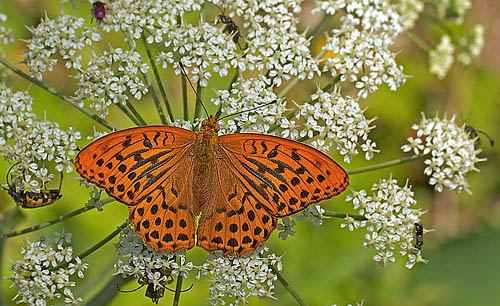 Kejserkbe,  Argynnis paphia han. Mittlandsskogen, land, Sverige d. 17 juni 2011. Fotograf; John Strange Petersen