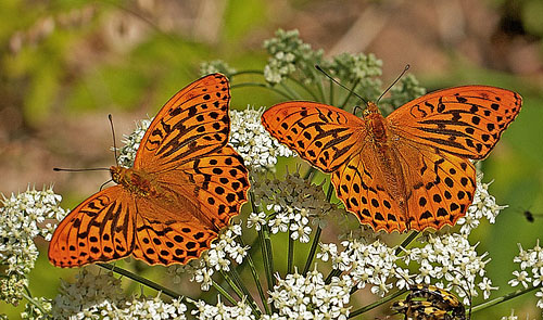 Kejserkbe,  Argynnis paphia han. Mittlandsskogen, land, Sverige d. 17 juni 2011. Fotograf; John Strange Petersen