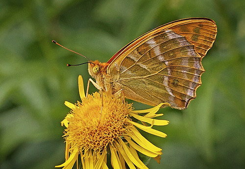 Kejserkbe,  Argynnis paphia han. Mittlandsskogen, land, Sverige d. 17 juni 2011. Fotograf; John Strange Petersen