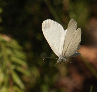 Skovhvidvinge, Leptidea sinapis. Bckebo, Smland, Sverige. d. 21 Maj 2011. Fotograf: Lars Andersen