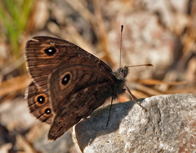 Berggrsfjril, Lasiommata petropolitana. Bckebo, Smland, Sverige. d. 21 Maj 2011. Fotograf: Lars Andersen