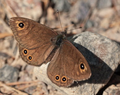 Berggrsfjril, Lasiommata petropolitana. Bckebo, Smland, Sverige. d. 21 Maj 2011. Fotograf: Lars Andersen