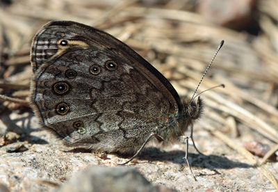 Berggrsfjril, Lasiommata petropolitana. Bckebo, Smland, Sverige. d. 21 Maj 2011. Fotograf: Lars Andersen