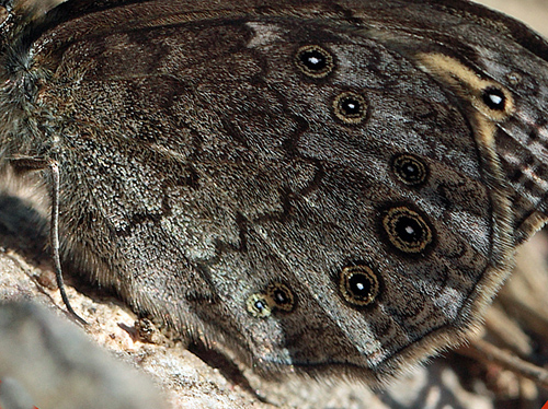 Berggräsfjäril, Lasiommata petropolitana. Bäckebo, Småland, Sverige. d. 21 Maj 2011. Fotograf: Lars Andersen