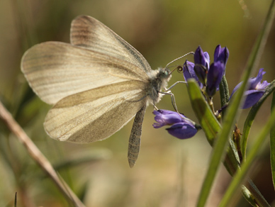 Enghvidvinge, Leptidea juvernica han. Bäckebo, Småland, Sverige. d. 21 Maj 2011. Fotograf: Lars Andersen