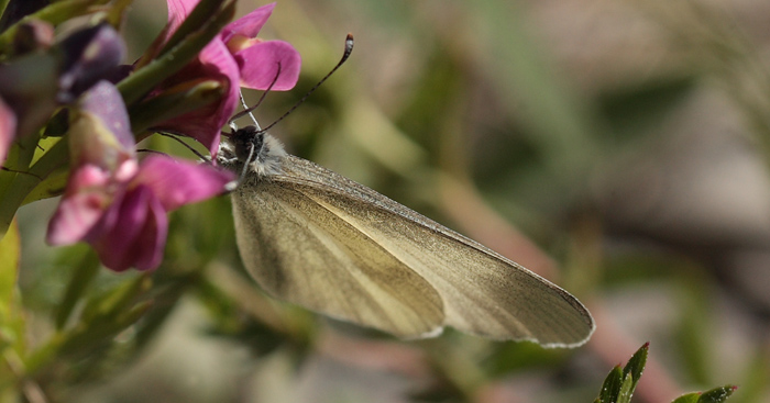 Enghvidvinge, Leptidea juvernica. Bäckebo, Småland, Sverige. d. 21 Maj 2011. Fotograf: Lars Andersen