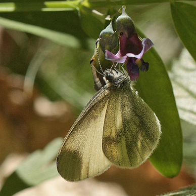 Enghvidvinge, Leptidea juvernica. Bäckebo, Småland, Sverige. d. 21 Maj 2011. Fotograf: Lars Andersen