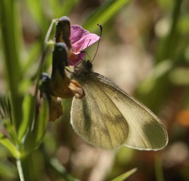 Enghvidvinge, Leptidea juvernica. Bäckebo, Småland, Sverige. d. 21 Maj 2011. Fotograf: Lars Andersen