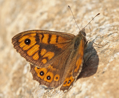 Vejrandje, Lasiommata megera han's forvinge hvor man tydeligt ser dens duftskl der ligger i et bredt blte under diskalcellen p forvinge. Hakafors, Blekinge, Sverige. 22 Maj 2011. Fotograf: Lars Andersen