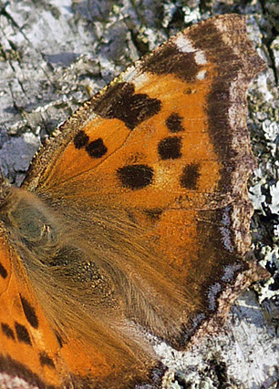 Videfuks/stlig Takvinge (Nymphalis xanthomelas) hun. Smland, Sverige. d. 21 April 2011. Fotograf: Troells Melgaard