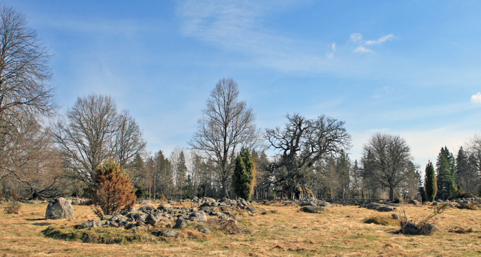 Kvilleken (även Rumskullaeken),  Norra Kvill i Rumskulla socken i Vimmerby kommun. Småland d. 17 april 2011. Fotograf: Lars Andersen