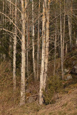 En gruppe Aspetrer sidst p eftermiddagen. Kleva, Blackstad, det nordlige Smland d. 22 april 2011. Fotograf: Lars Andersen