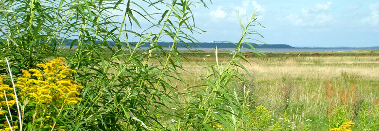 Græse Bakkeby, Frederiksund d. 29 august 2004. Fotograf: Lars Andersen