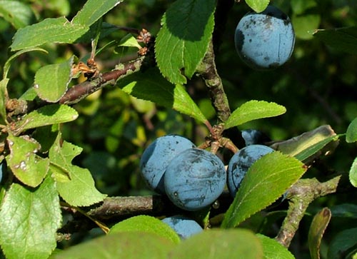 Slåen, Prunus spinosa. som er foderplante for Gulhale, den lever også på Mirabelle. Vestamager d. 2 Oktober 2004. Fotograf: Lars Andersen