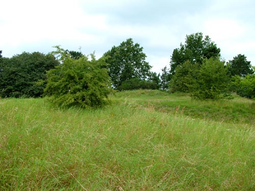 Her er et overdrev get i grs! For 10 r siden var dette areal dkket af lyng, med deres karekterplanter som Evighedsblomsten, nu p grund af kvlstofforurening er disse nsten vk! Grunden tilhrer forlderne til Niels Willumsen som er biolog, det var ham der viste mig overdrevet her og fortalte om lyngens tidligere udbredelse. lsted, Nordsjlland. d. 15 august 2004. Fotograf: Lars Andersen