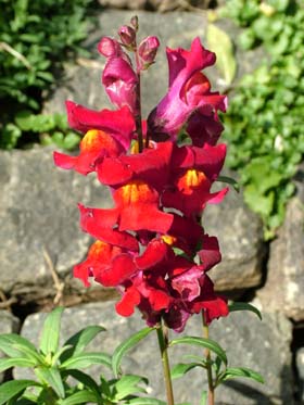 Løvemund, Antirrhinum majus nanum. Er værtsplante for Dværgmåleren, Eupithecia linariata. Dyssen på Christiania, Amager d. 27 Oktober 2004. Fotograf: Lars Andersen