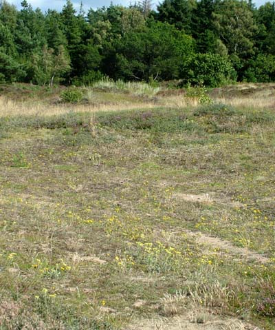 Her er der Evighedsblomst, Høgeurt, Harekløver og Hedelyng. En fin lokalitet for Okkergul pletvinge, Storplettet perlemorsommerfugl og mange andre sommerfugle! Melby Overdrev d. 22 August 2004. Fotograf: Lars Andersen