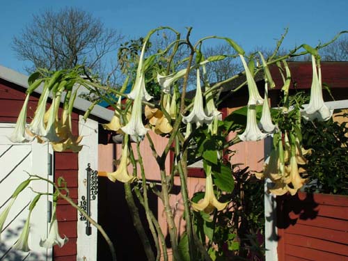 Var i den lille kolonihave og hente de sidste planter hjem, her er det Engletrompet, Brugmansia der stod inde i huset. Nu str de i arbejdsvrelset, og om aftenen sender de en overvldende duft i hele rummet! S er det en sand fornjelse at sidde ved computeren og skrive! H/F vennelyst d. 7 November 2004. Fotograf: Lars Andersen