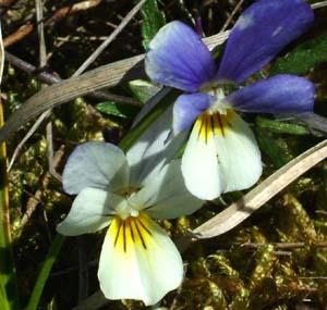 Stedmoderblomst, Viola tricolor foderplante for Storplettet perlemorsommerugl. Melby Overdrev d. 23 Maj 2004. Fotograf: Lars Andersen