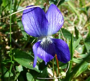 Hunde viol, Viola canina, Melby Overdrev d. 23 Maj 2004. Fotograf: Lars Andersen