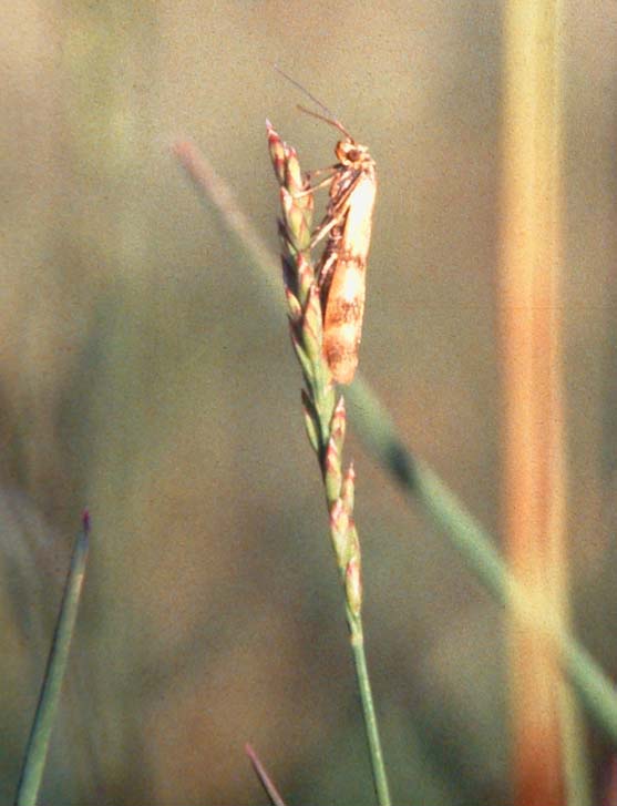 Pyralide: Homoeosoma sinuella fra Øland, Sverige juni,1983. Fotograf: Lars Andersen